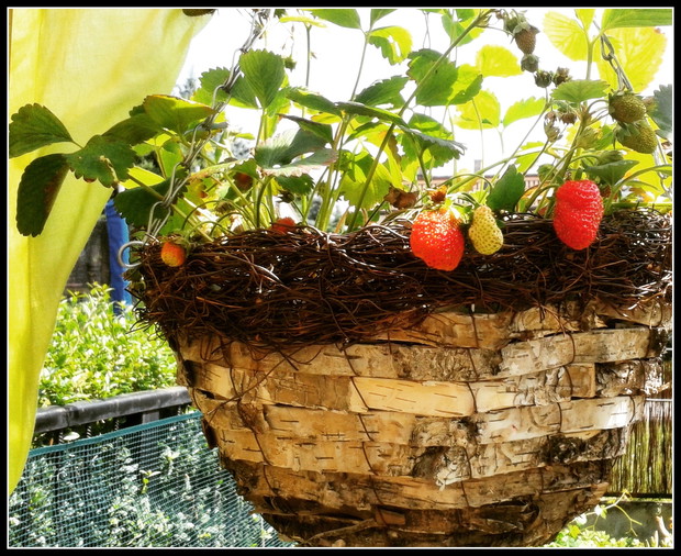 Doczekaliśmy się też własnych truskawek :))
