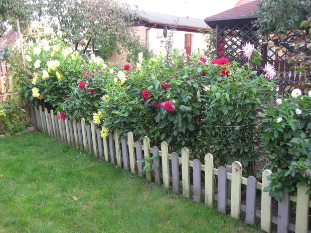 druga część ogrodu i moje dalie