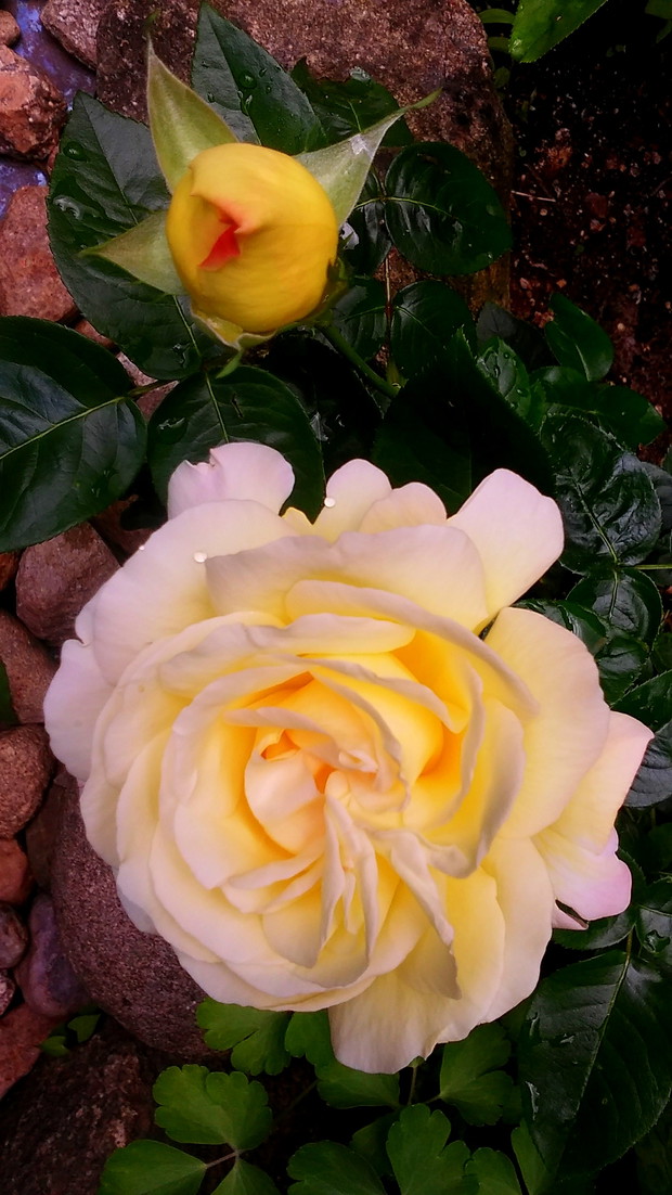 Dwukolorowa różyczka