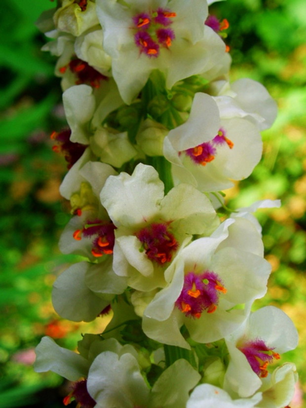 Dziewanna biała z bliska-cudna