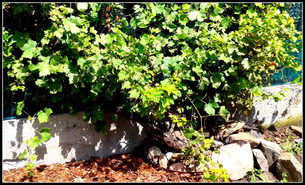 Dzikość winorośli