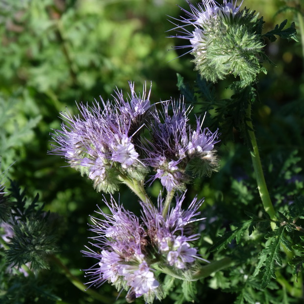 Fiolet króluje także na rabacie