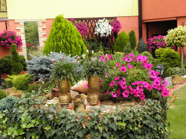 gazanie w starych kaloszach