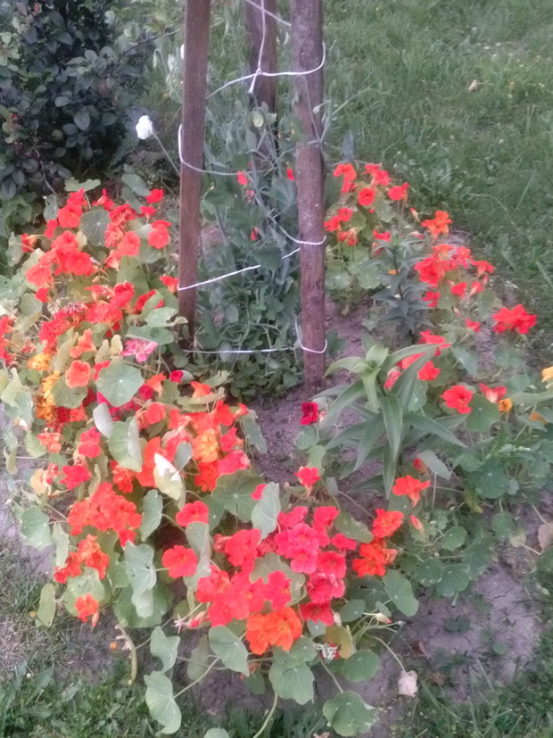 Groszek biały, nasturcje.