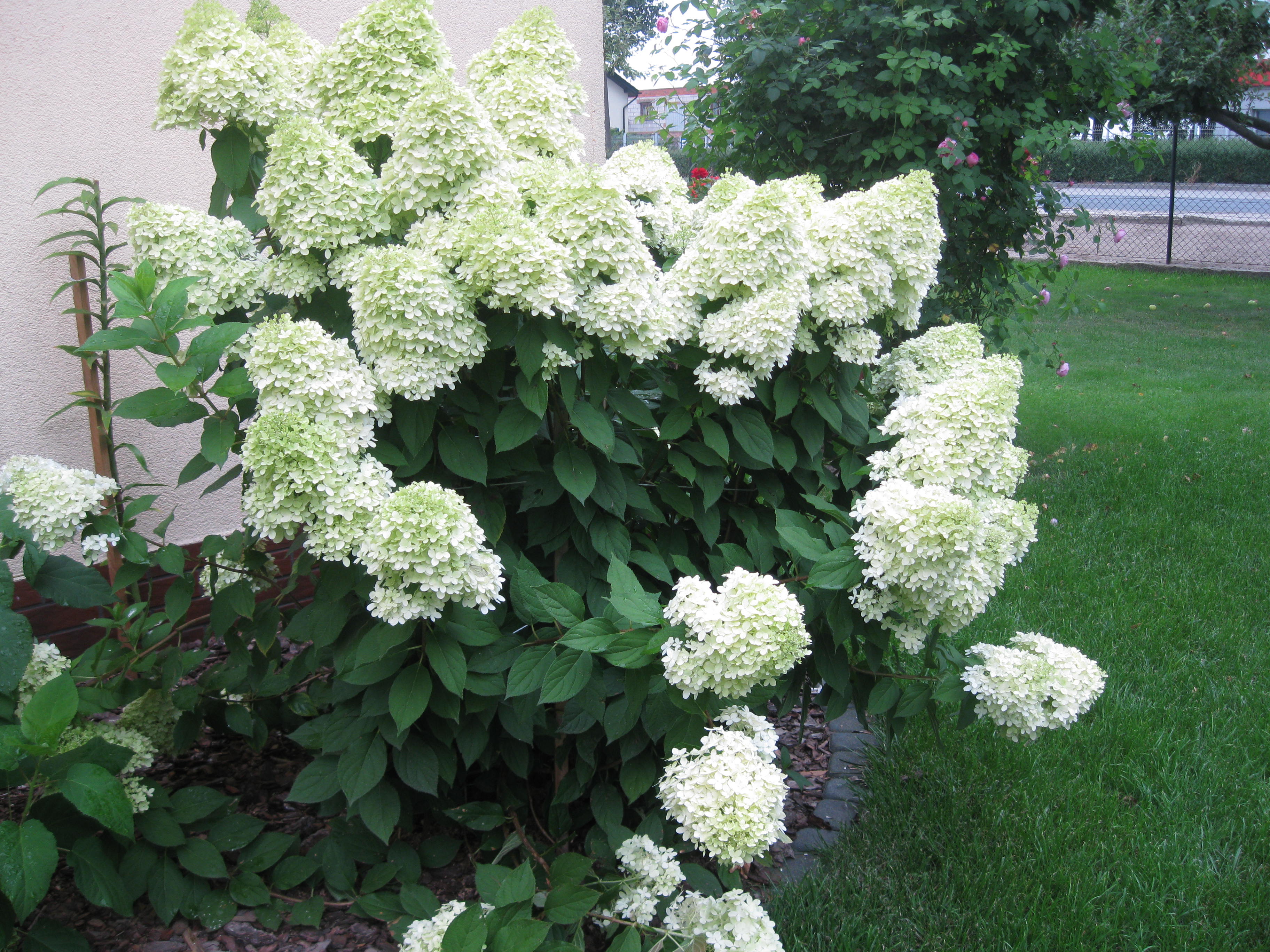 Hortensja bukietowa Limelight wzbudza podziw.