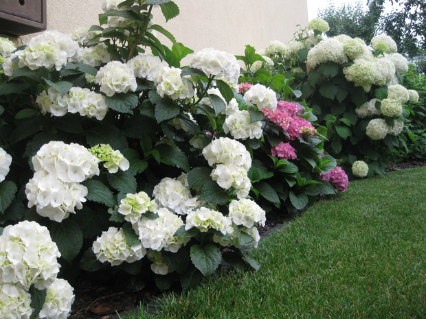 Hortensja lubi półcień i wilgotne podłoże.