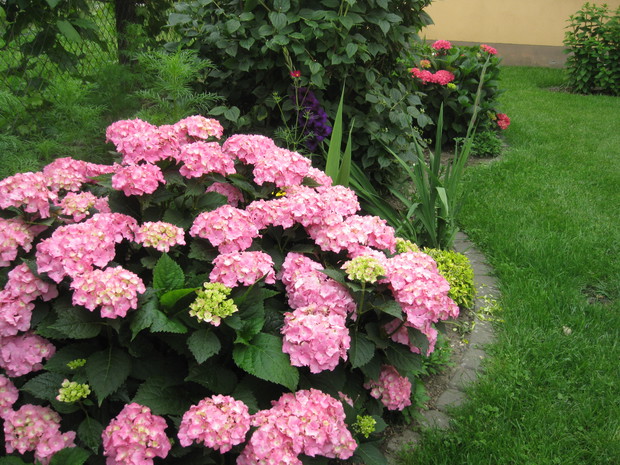 Hortensja od niedawna są moją miłością, jak widać odwzajemnioną.