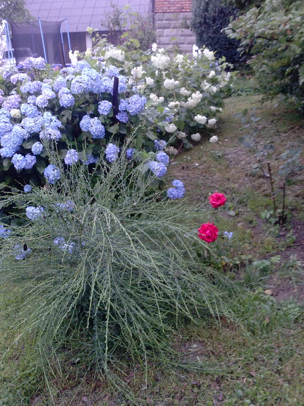 Hortensje, kalina, magnolia, róże, żarnowiec