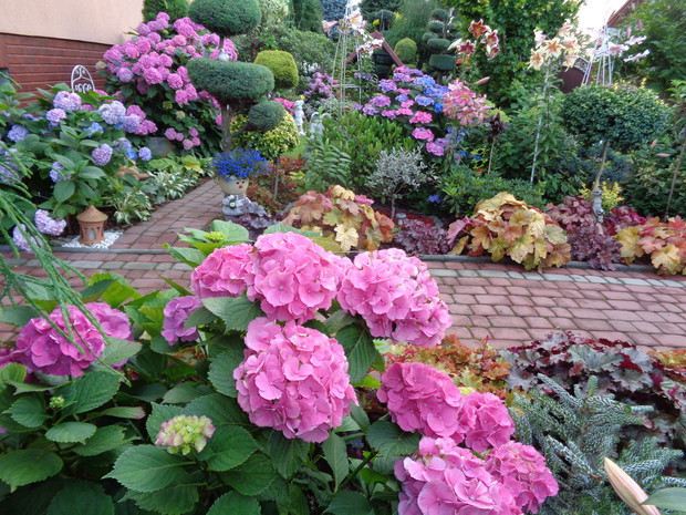 Hortensje w calej krasie zdobia ogród i cieszą oczy...