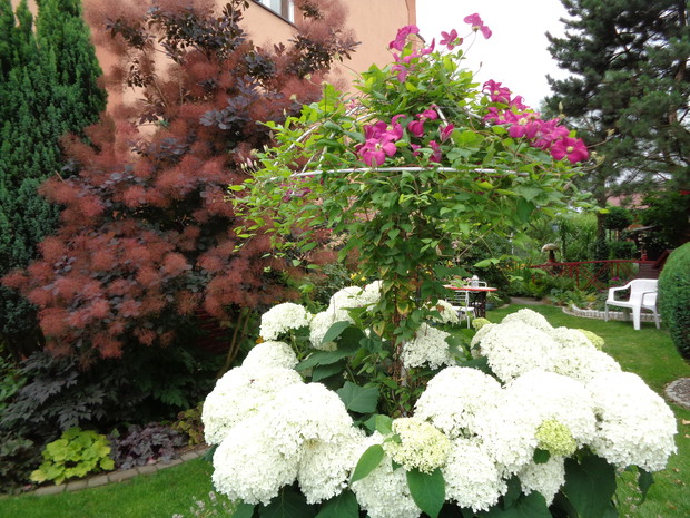 Hortensjowa 'ANABELL" w towarzystwie powojnika w tle perukowiec.