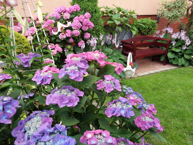 Hortensjowy zakatek to tutaj mozna rozkoszować sie widoczkami :)