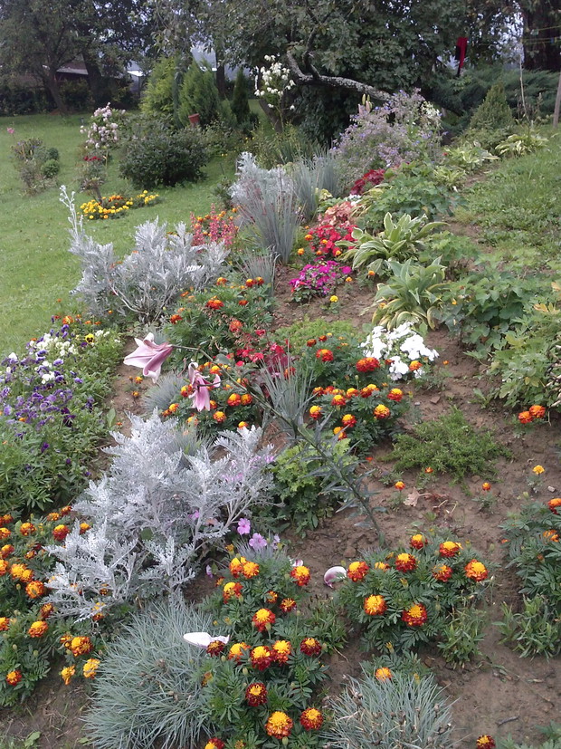 Hosty, trawy, rawy,aksamitki, starzec,żurawki, tulipany, goździki