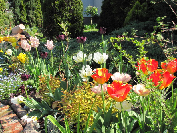 Jedna z wiosennych rabat. 