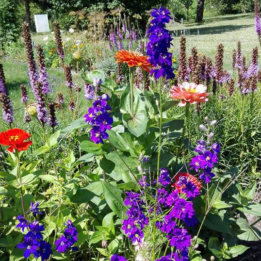 Jednoroczna ostróżka