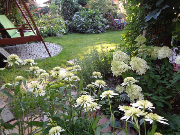 Jeżówki, hortensje zakatek biały.