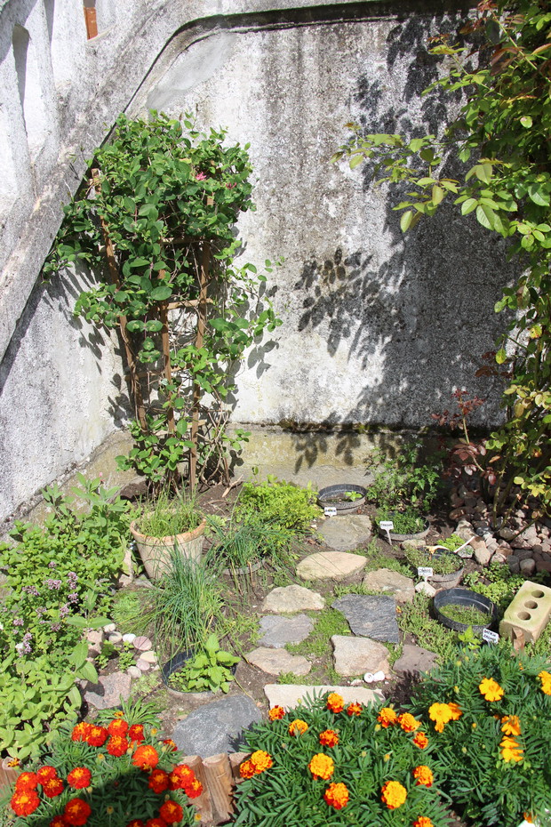 Kącik zielny : Zioła i rozchodniki