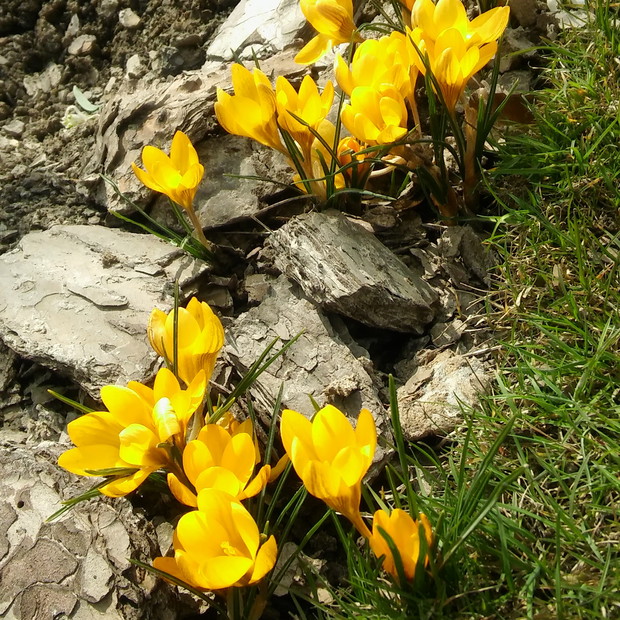 krokusy