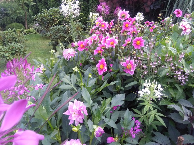 Kwitnąca nadchodząca jesień