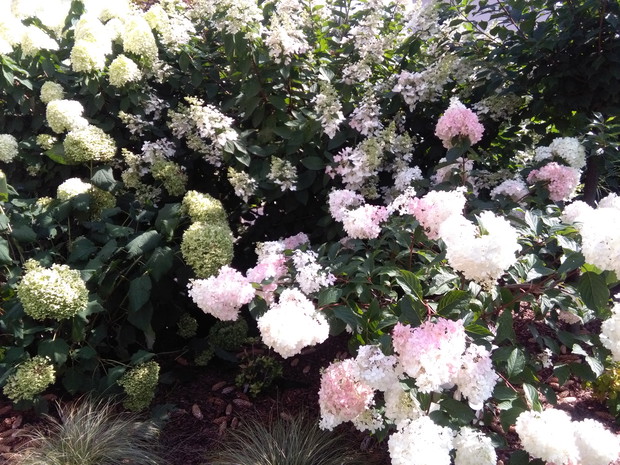 Letni szał hortensji