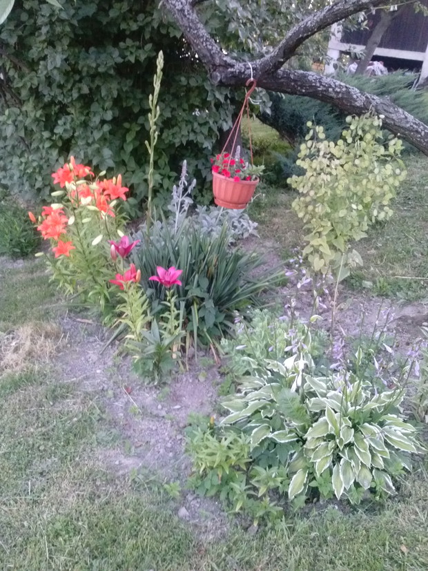 Lilie, juka , hosty milion bez