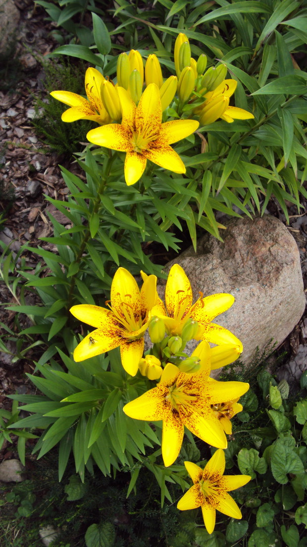 Lilie orientalne są wyczuwalne w całym ogrodzie.
