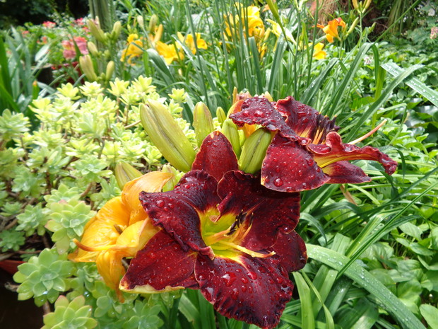 Liliowiec w swojej krasie.