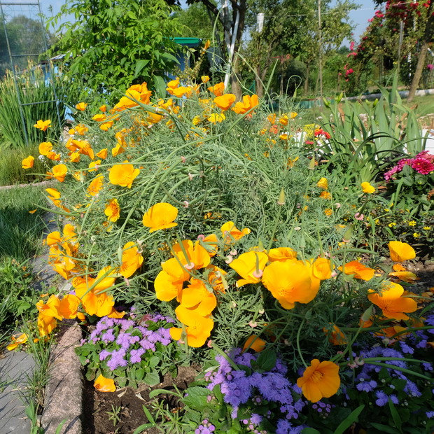 Maczki i żeniszki ładna kompozycja
