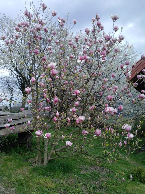 Magnolia i czereśnie
