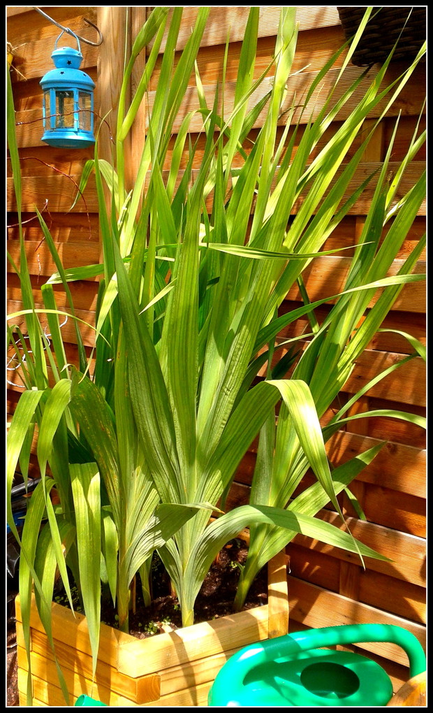 Mieczyki tuż przed kwitnieniem odwdzięczyły się za ich podlewanie :))