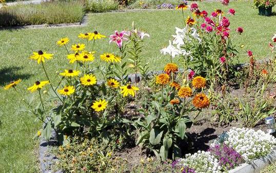 Miejsce na przyszłe wrzosowisko