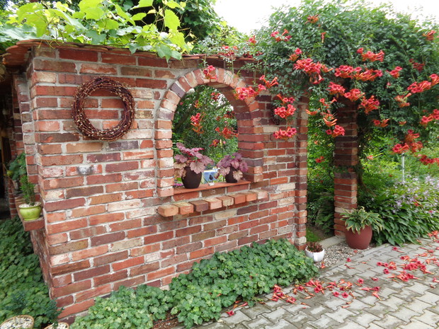 Milin amerykański jest wieloletnim ozdobnym pnączem jego znakiem rozpoznawczym są okazałe kwiaty.