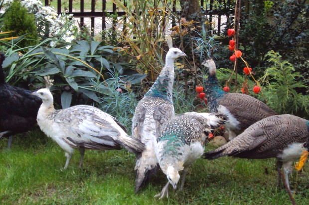 Młode pawie najlepiej czują się w ogrodzie, po którym mogą swobodnie chodzić. W zamian za to wyjadają szkodniki i dbają o rośliny.