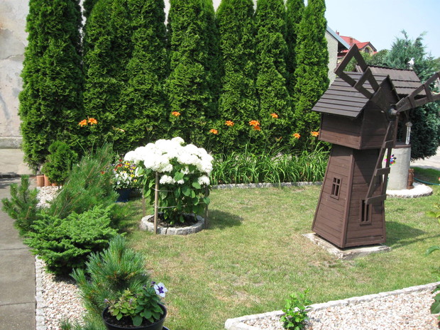 Moje hortensje obok wiatraka zbudowanego przez mojego męża