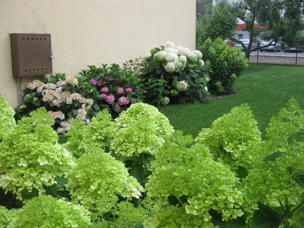 Moje ulubione Hortensje.