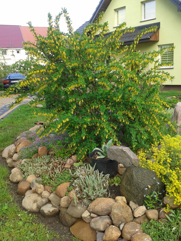 ... może nie taka wonna ale piękna...