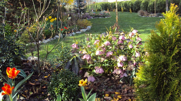 Na pierwszym planie ciemiernik, który potrafi kwitnąć przez kilka miesięcy.