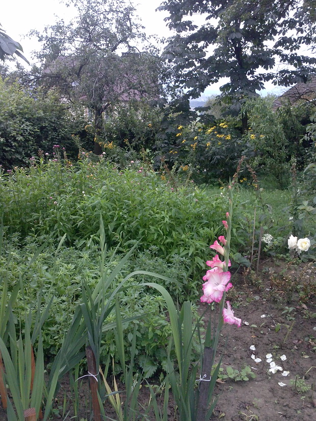 Naparstnice, sanwitalia,mieczyki, astry,słomianki