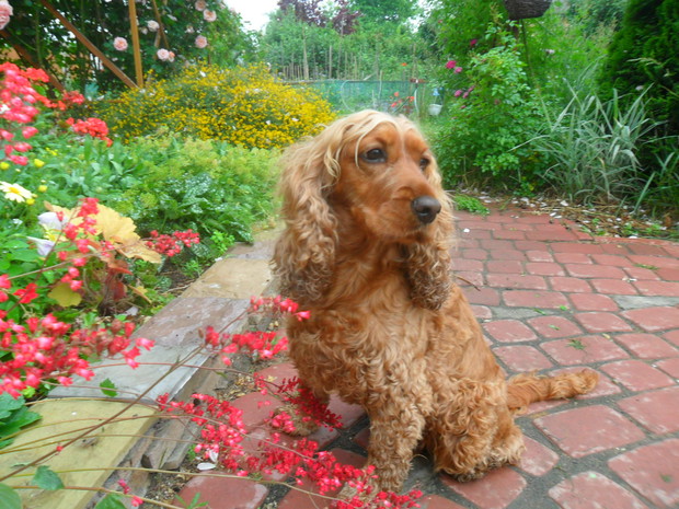 nasz pies, cocker spaniel, ma na imię Tola