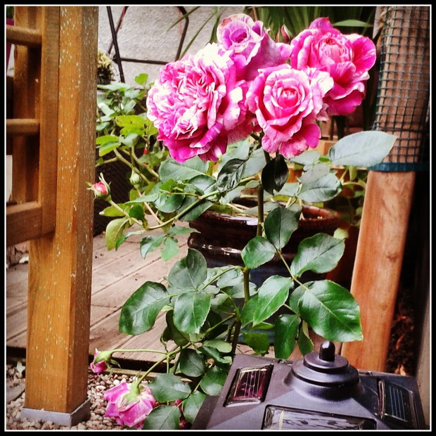 Nasz "samoskomponowany" różany bukiet