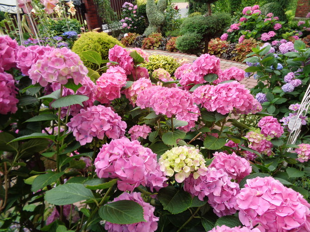Nie przemijające nostalgiczne piekno hortensji.