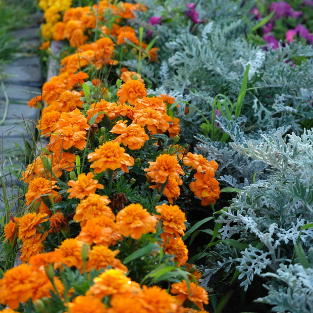 Odporne na warunki pogodowe zawsze ładne