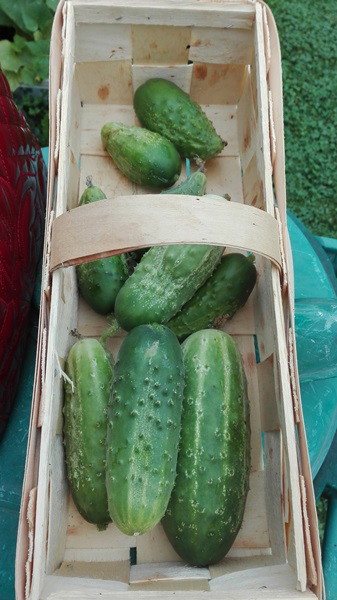 Ogórki prosto z krzaczka:)