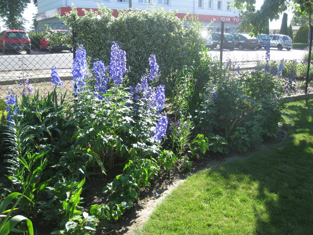 Ostróżki kwitną na początku lata