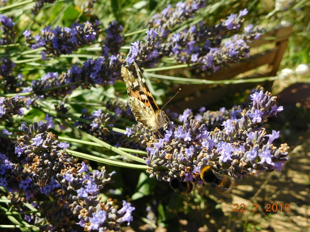 owady są u nas mile widziane