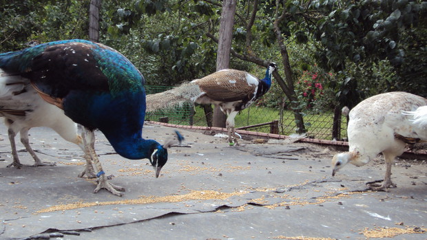 Pawie to najpiękniejsze ptaki na świecie, swym wyglądem zwracają uwagę każdego gościa.