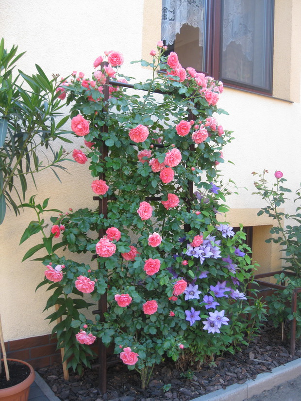 Pergola z różą pnącą i powojnikiem.