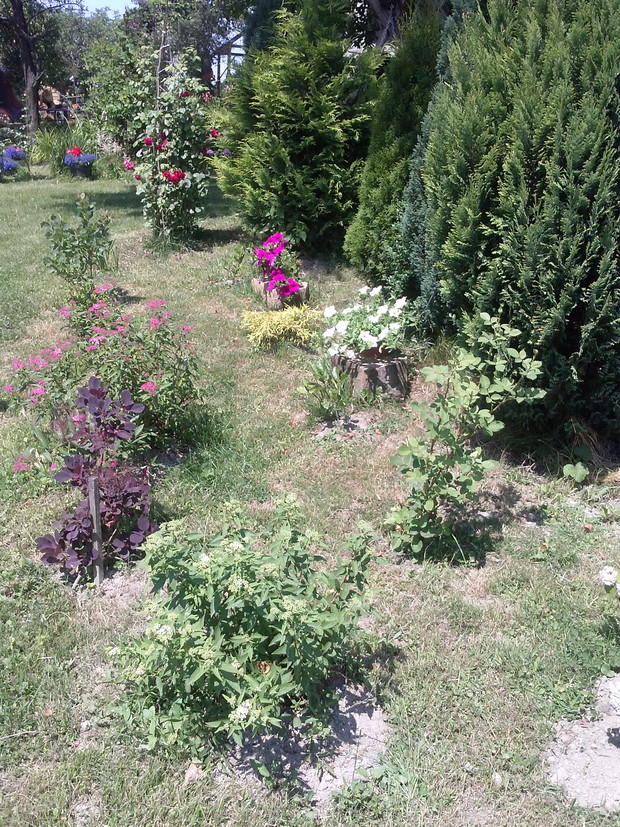 Perułkowce, tawułka, magnolie, róze surfinie