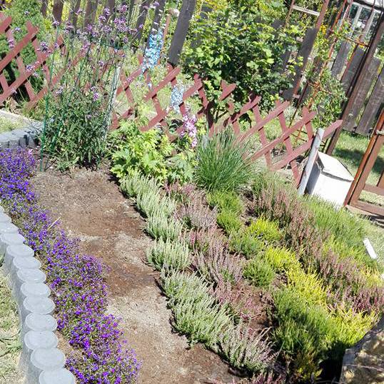 Początek wrzosowiska