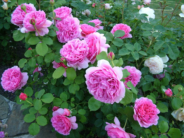 Princess Alexandra of Kent