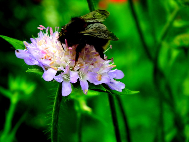 Pszczółka na kwiatku znalezionym i przesadzonym z łąki.